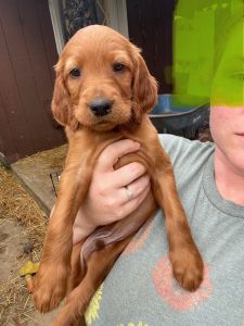 Irish Setter Puppies for Sale