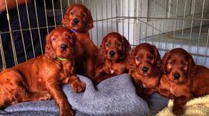 Irish setter puppies for sale