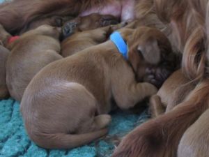 Adorable K. C. Registered Irish Setter Puppies