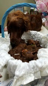 Irish Setter Puppies