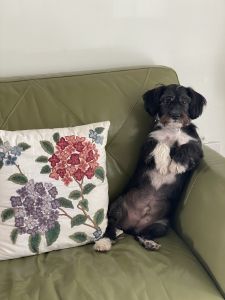 Lovely a well behaving dog for sale