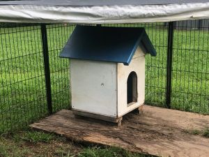 Free Short legged Jack Russell