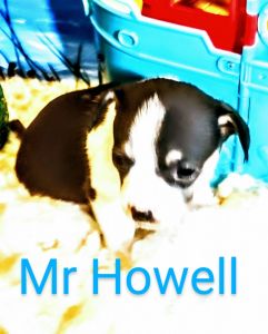 Jack russlle puppies