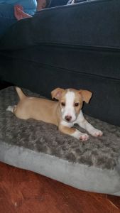 Boy Jack Russell terrior