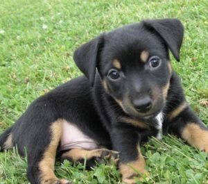 Black Jack Russell Terroir