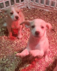 Puppies for sale