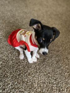 Jack Russell 4 months old