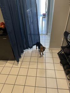 Jackshund Free to Good Home