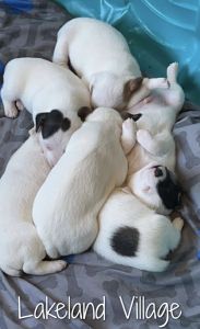 Jack Russell pups
