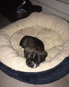 Puppies looking for a forever home