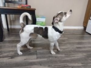 Jack Russel Mix Male Fixed