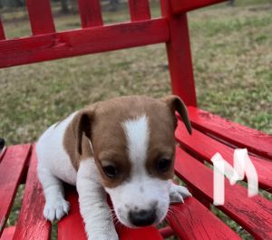 Beautiful Jack Russells
