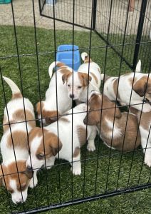 Jack Russell Puppies