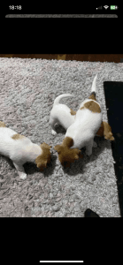 4 Pure breed Jack Russell terriers