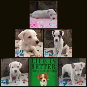 Jack russell terriers pure bred