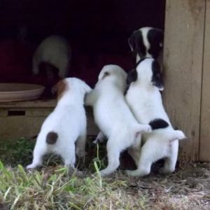 Jack Russell Terrier Puppies