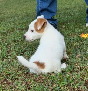 Shorty Jack Russell Terrier