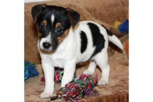jack Russell terrier