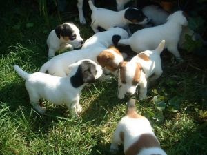 Beautiful Jack Russell Terrier puppies