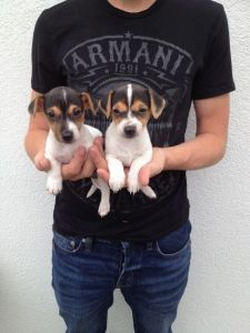 Miniature Jack Russell Puppies