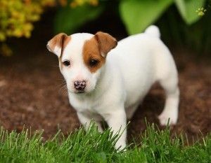 Jack Russell Terrier Puppies