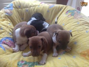 Jack Russell Puppies (***) ***-***3