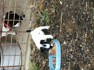 Jack Russell pup