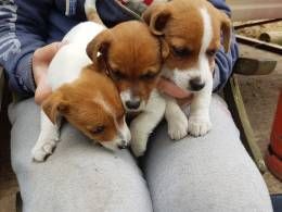 Jack Russell Terrier Puppies Available