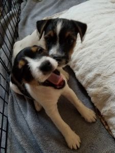Jack Russell Terrier Puppies