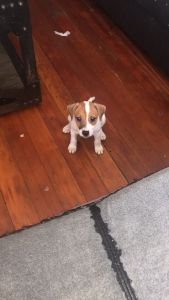 JACK RUSSELL TERRIER PUPPIES