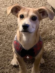 Six month old for sell