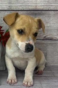 Tiny Female 10month old