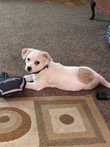 Puppy for sale in Garland Tx