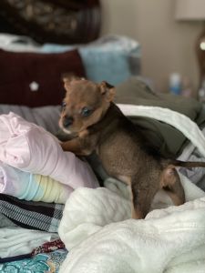 Chance Jack Russell Mix