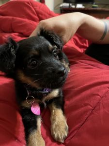 Loving Puppy needs a home