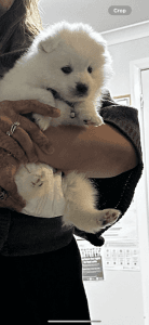 Pure Bred Japanese Spitz Puppy