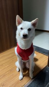 Yuki - Female Jindo Dog for Sell