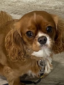 King Charles Cavalier Spaniel