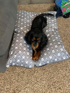 King charles cavalier