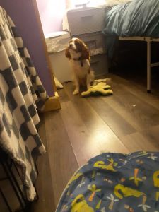 Selling my dog to a nice a caring family