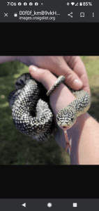 Black speckled king snake