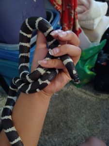 XANOS THE CALIFORNIA DESERT KINGSNAKE