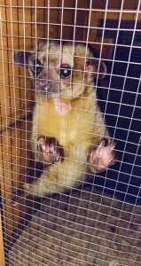 Kinkajou pair
