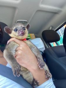 Female Kinkajou
