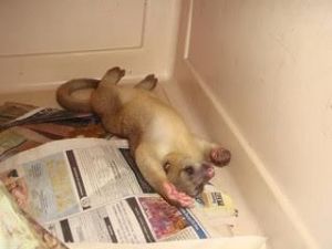 Loving homes required for Beautiful Kinkajou ready