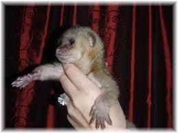 Young breeder kinkajous