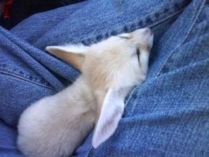 Fennec Fox Available 10 Weeks Tel (***) ***-***3