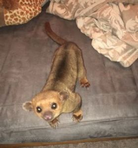 Kinkajous available now