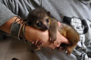 Kinkajou babies for sale
