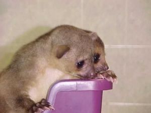 Kinkajous Babies For Sale